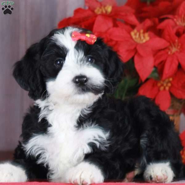 CLASSY, Mini Golden Mountain Doodle Puppy